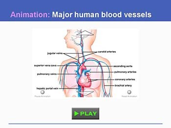 Circulation: The Heart and Blood Vessels