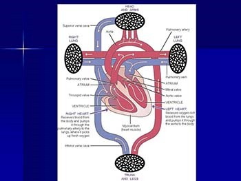 MNT for Heart Failure and Transplant