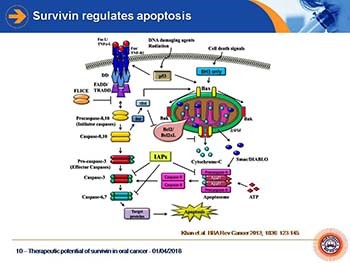 Therapeutic potential of surviving in oral cancer