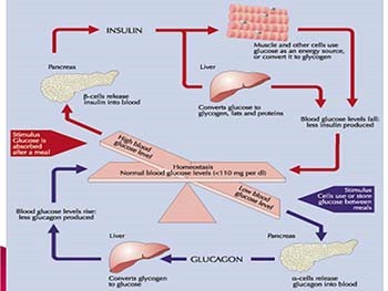 Diabetes Mellitus