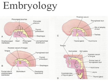 Thyroid