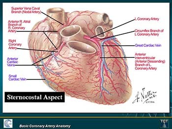 Basic Coronary Artery Anatomy