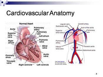 Heart Sound Analysis: Theory Techniques and Applications