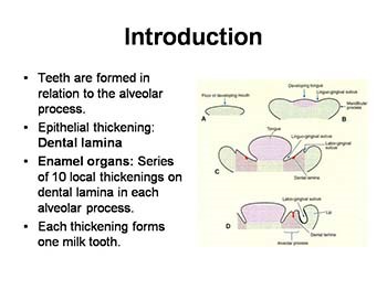 Development of Teeth