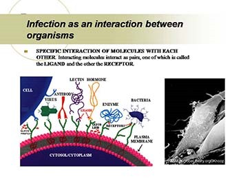 Dental Plaque Biofilm