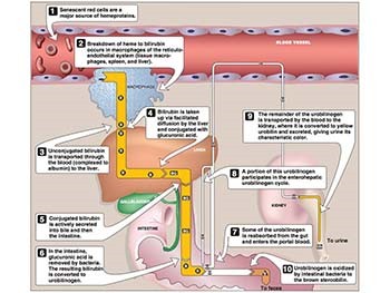 Liver Function Tests (LFTs)