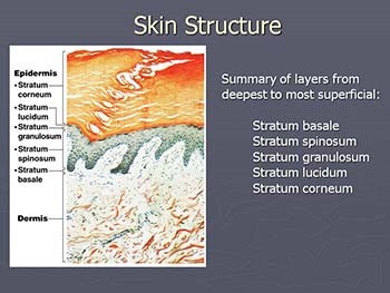 Skin Functions of Skin