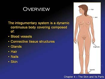 The Skin and Its Parts