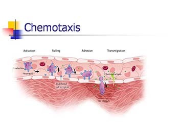 Inflammation