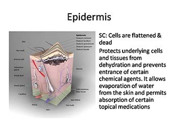 Skin Integrity and wound care