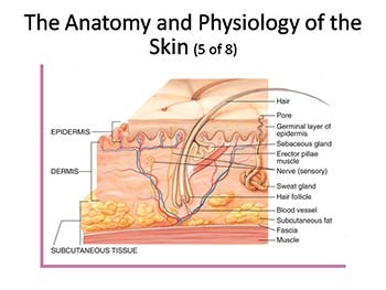 Soft-Tissue Injuries