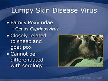 Lumpy Skin Disease