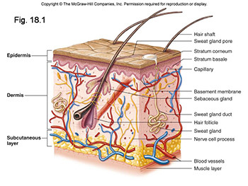 Microbial diseases of the Skin