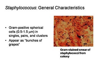 Staphylococcus