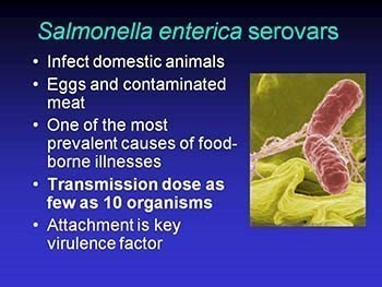 Infectious Diseases of the Digestive System