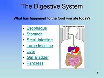 The Human Digestive System