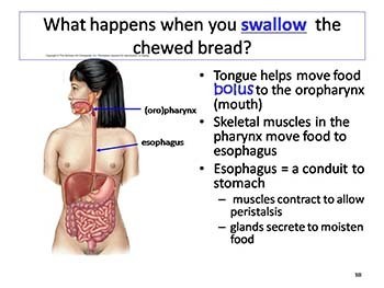 The Digestive System