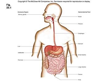 GI Tract Diseases