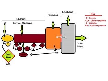 Evaluation and Management of Chronic Diarrhea