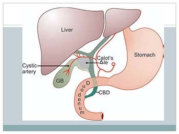 Surgical Anatomy and Physiology Of Gallbladder Cholelithiasis and Cholecystitis