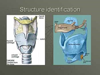 Practical Strategies for Treatment of Common Voice Disorders