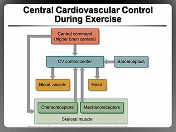 Cardiorespiratory Responses to Acute Exercise