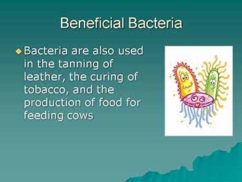 Bacteria and Viruses