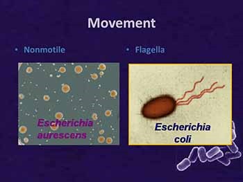 Viruses and Bacteria