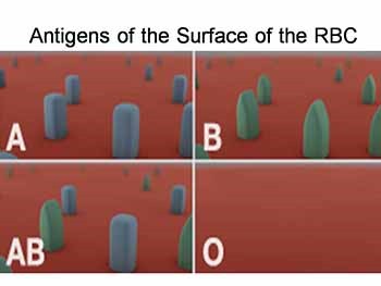 Blood Typing and Blood Genetics