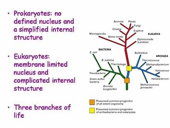 DNA and Genes