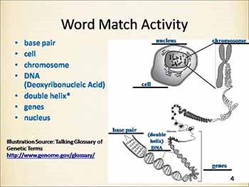 Basic Genetic Concepts and Terms