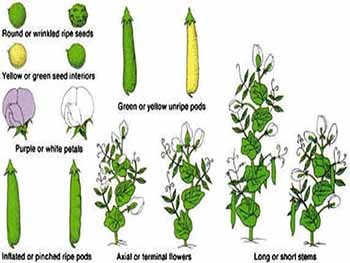 Heredity and Genetics