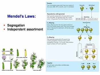 POPULATION GENETICS