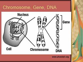 Genetic Variation