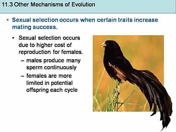 Genetic Variation Within a Population