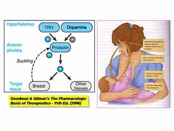 Pregnancy Risk Categories - FDA