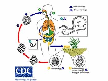 Anthelmintic Drugs - Insecticides