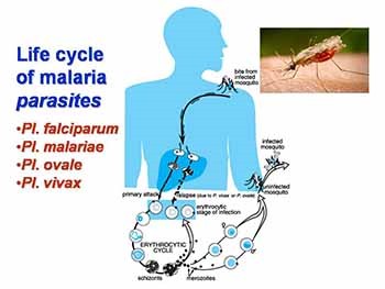 Antiprotozoal Drugs