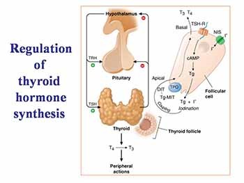 Thyroid and antithyroid drugs