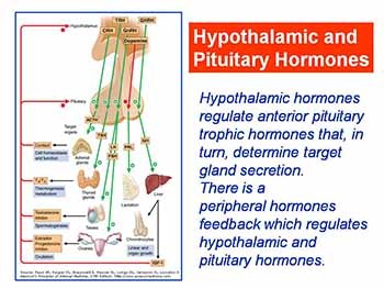 Hypothalamic hormones Pituitary hormones and Parathyroid hormone