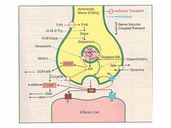 Adrenergic Drugs