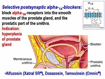 Antiadrenergic Drugs