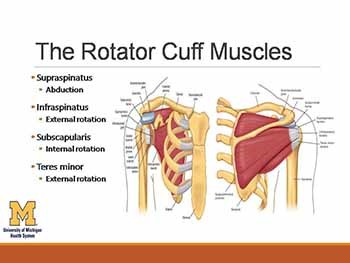 Evaluation of the Painful Shoulder