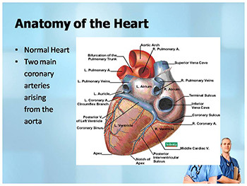 Anatomy of the Heart and Lungs and Thoracic Surgery