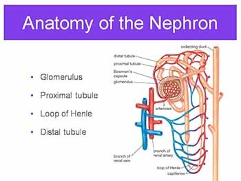 Urinary System