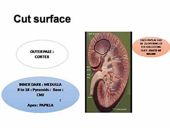 STRUCTURE OF THE KIDNEY