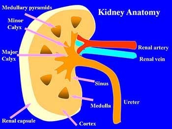 RENAL ULTRASOUND