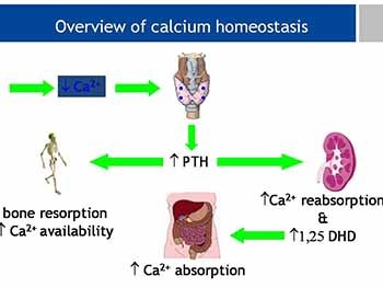 Management of Vitamin D Deficiency and Osteoporosis in Clinical Practice