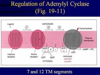 Study Guide for Calcium and Phosphate Metabolism