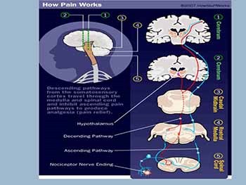 PAIN AND DRUGS USED FOR RELIEF OF PAIN